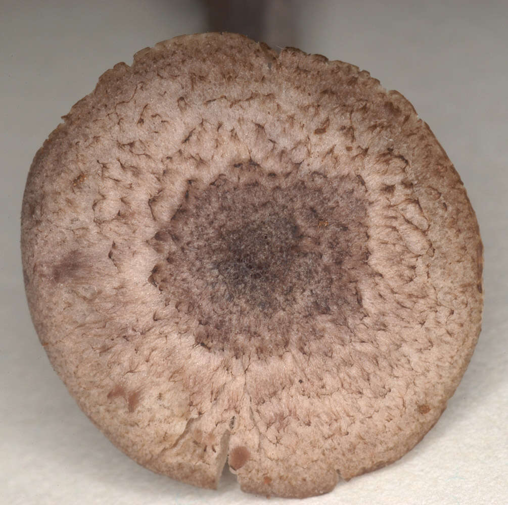 Image of Entoloma mougeotii (Fr.) Hesler 1967