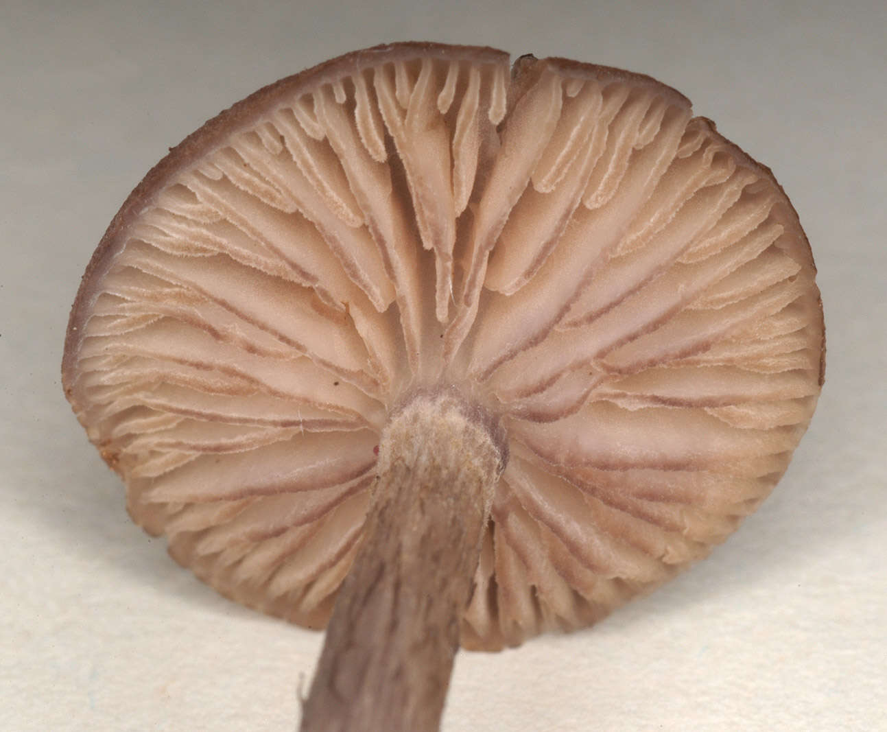 Image of Entoloma mougeotii (Fr.) Hesler 1967