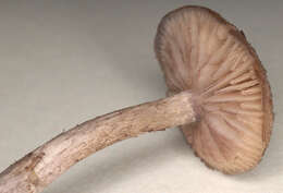 Image of Entoloma mougeotii (Fr.) Hesler 1967