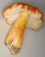 Image de Hygrocybe intermedia (Pass.) Fayod 1889