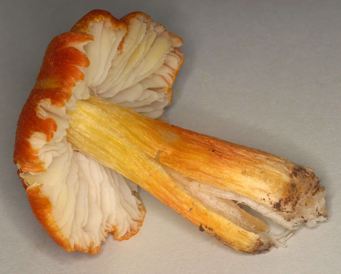 Image of Hygrocybe intermedia (Pass.) Fayod 1889