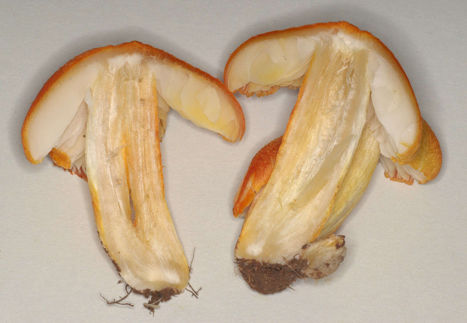 Image of Hygrocybe intermedia (Pass.) Fayod 1889