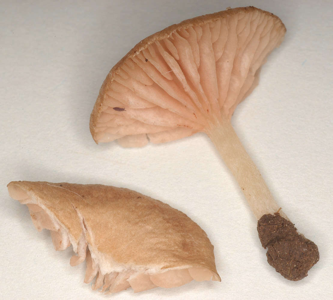 Image of Entoloma neglectum (Lasch) Arnolds 1982