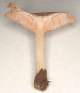 Image of Entoloma neglectum (Lasch) Arnolds 1982