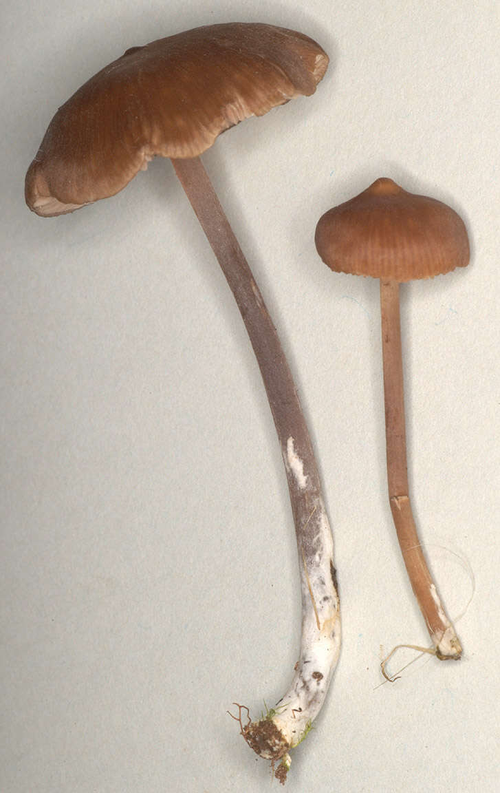 Imagem de Entoloma papillatum (Bres.) Dennis 1953