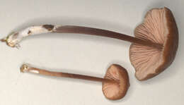 Imagem de Entoloma papillatum (Bres.) Dennis 1953