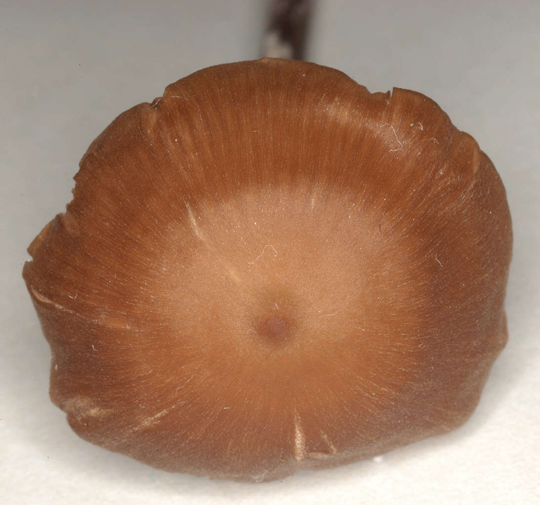 Imagem de Entoloma papillatum (Bres.) Dennis 1953