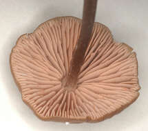 Imagem de Entoloma papillatum (Bres.) Dennis 1953