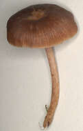 Image of Entoloma