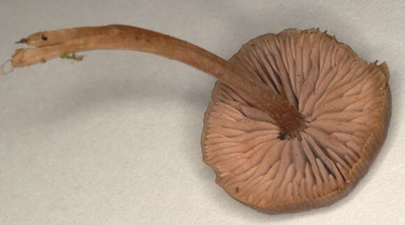 Image of Entoloma