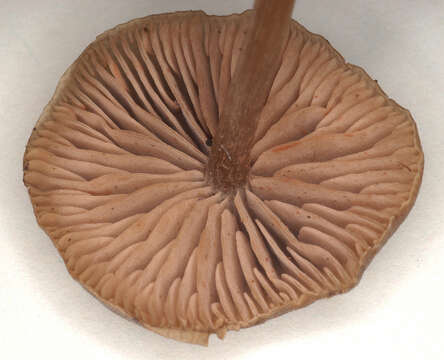 Image of Entoloma