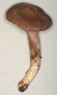 Image of Bloxam's entoloma