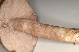 Image of Bloxam's entoloma