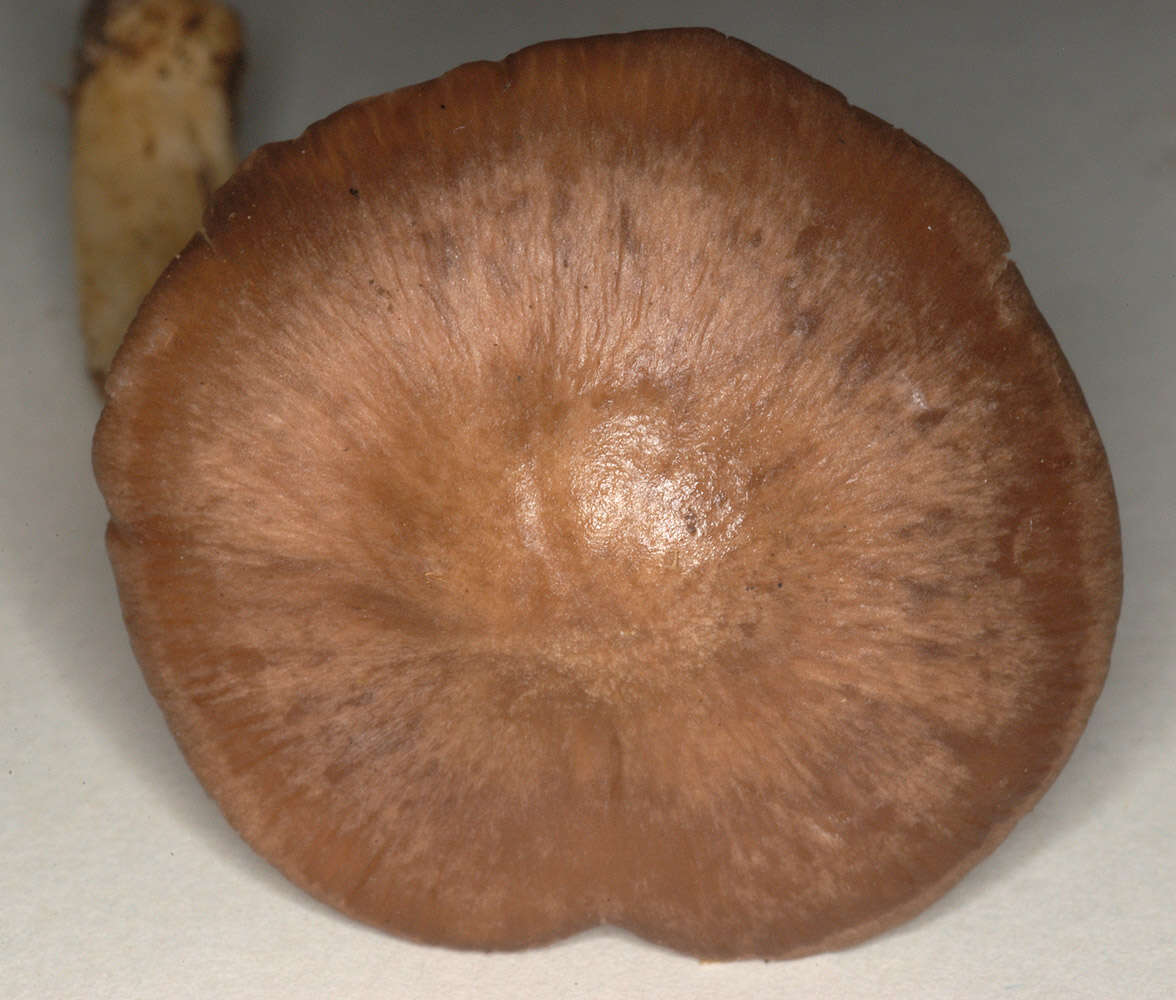 Image of Bloxam's entoloma