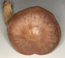 Image of Bloxam's entoloma