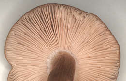 Image of Bloxam's entoloma