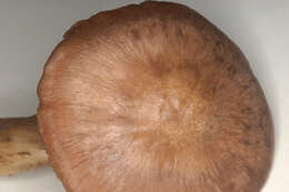 Image of Bloxam's entoloma