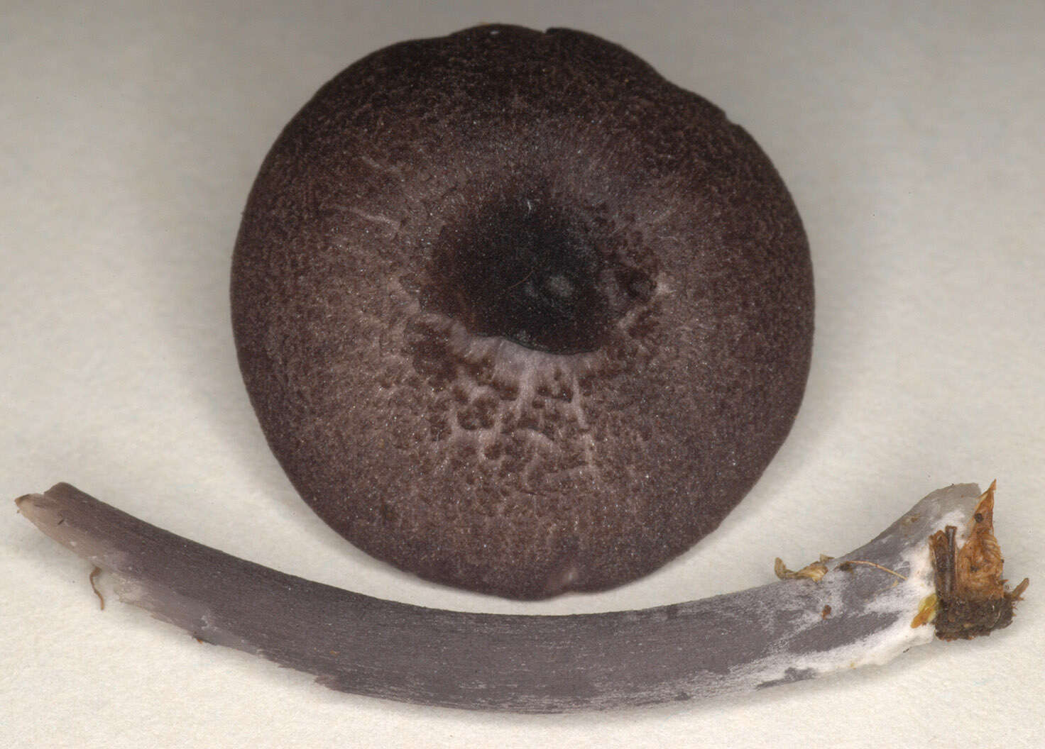 Image of Entoloma anatinum (Lasch) Donk 1949