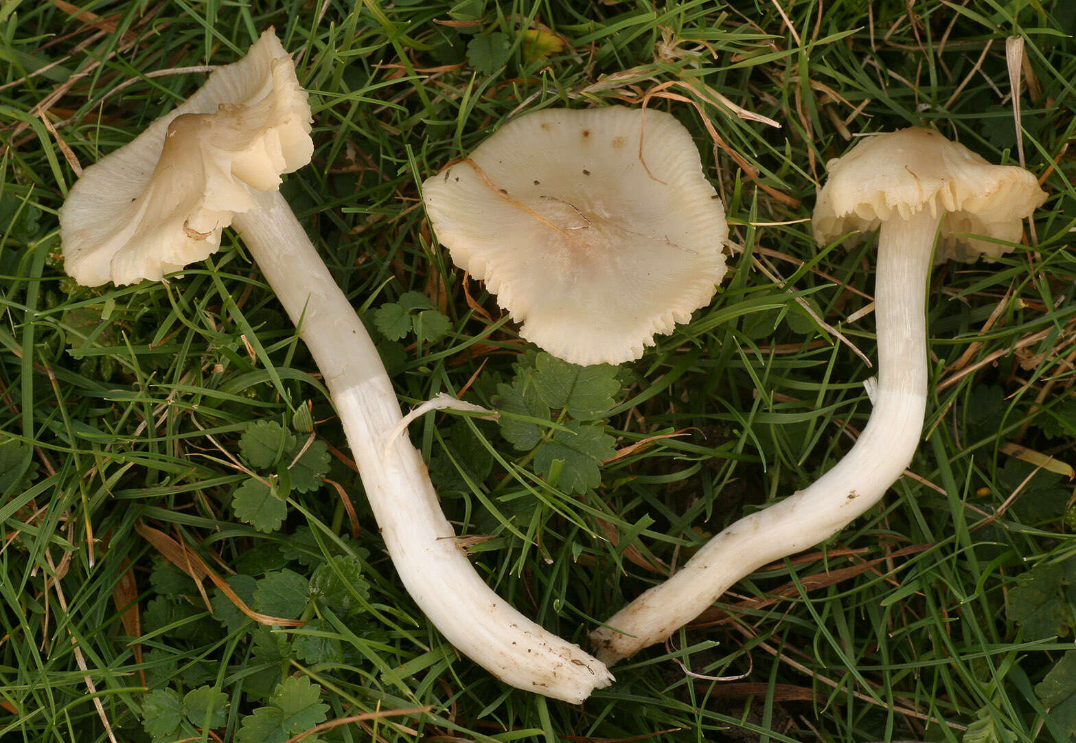 Image de Cuphophyllus fornicatus (Fr.) Lodge, Padamsee & Vizzini 2013