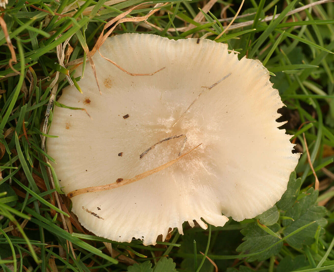 Image de Cuphophyllus fornicatus (Fr.) Lodge, Padamsee & Vizzini 2013