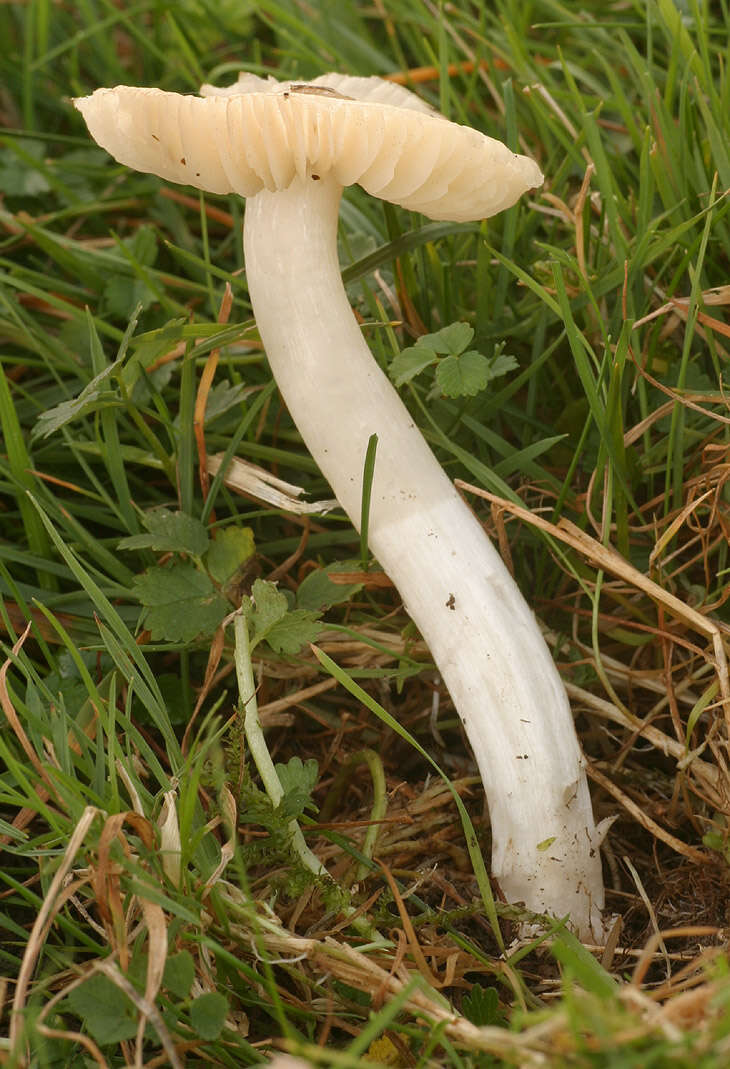 Image de Cuphophyllus fornicatus (Fr.) Lodge, Padamsee & Vizzini 2013