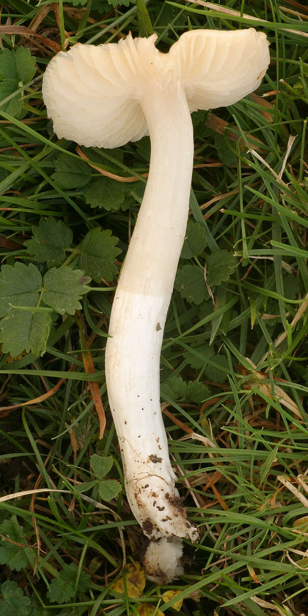 Image de Cuphophyllus fornicatus (Fr.) Lodge, Padamsee & Vizzini 2013