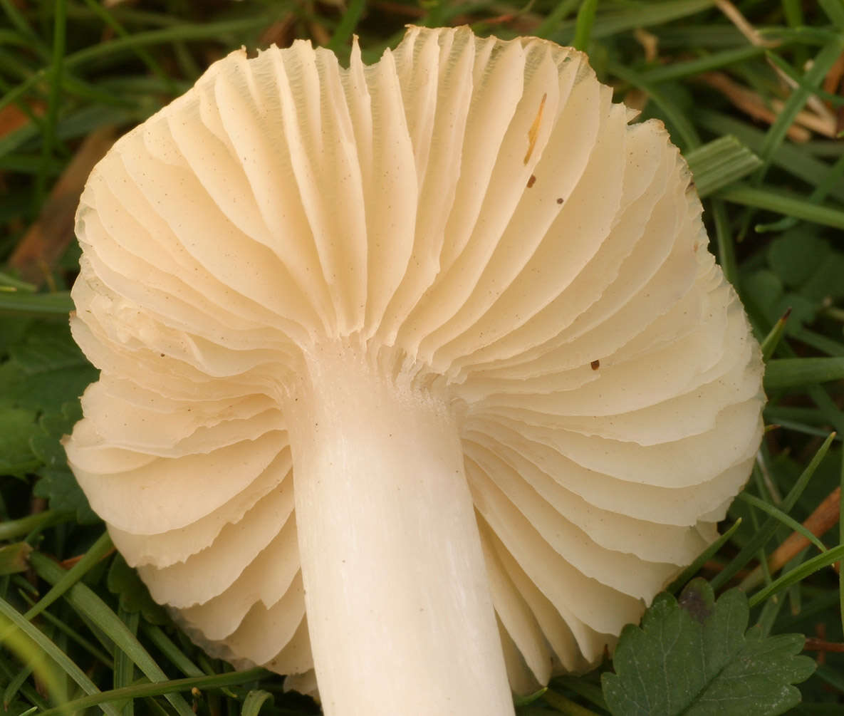 Image de Cuphophyllus fornicatus (Fr.) Lodge, Padamsee & Vizzini 2013