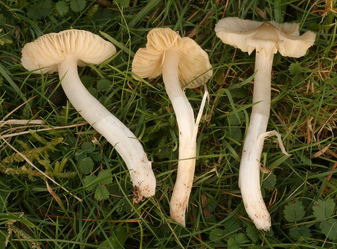 Image de Cuphophyllus fornicatus (Fr.) Lodge, Padamsee & Vizzini 2013