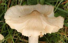 Image de Cuphophyllus fornicatus (Fr.) Lodge, Padamsee & Vizzini 2013