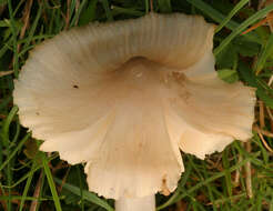 Image de Cuphophyllus fornicatus (Fr.) Lodge, Padamsee & Vizzini 2013