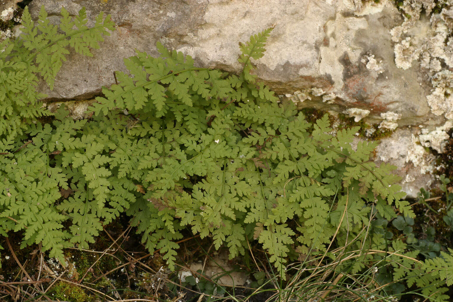 Imagem de Cystopteris fragilis (L.) Bernh.