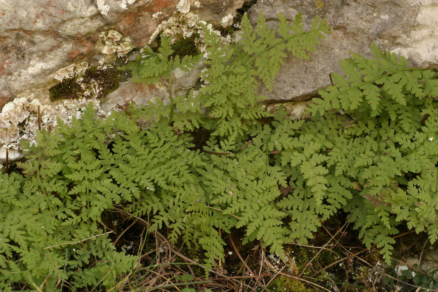 Imagem de Cystopteris fragilis (L.) Bernh.