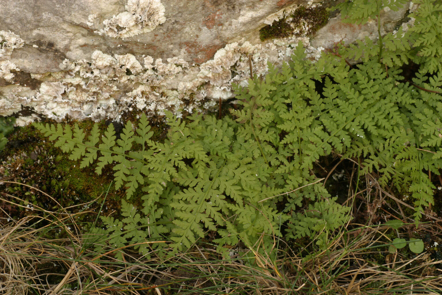 Imagem de Cystopteris fragilis (L.) Bernh.