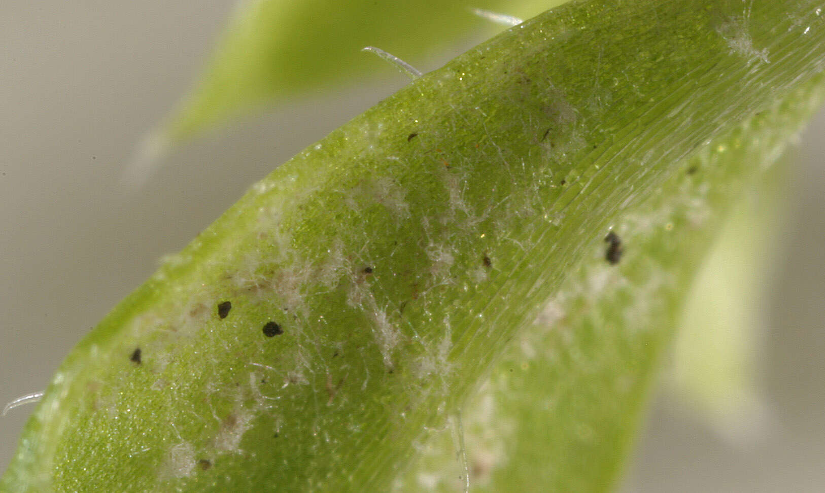 Image of Peronospora galii