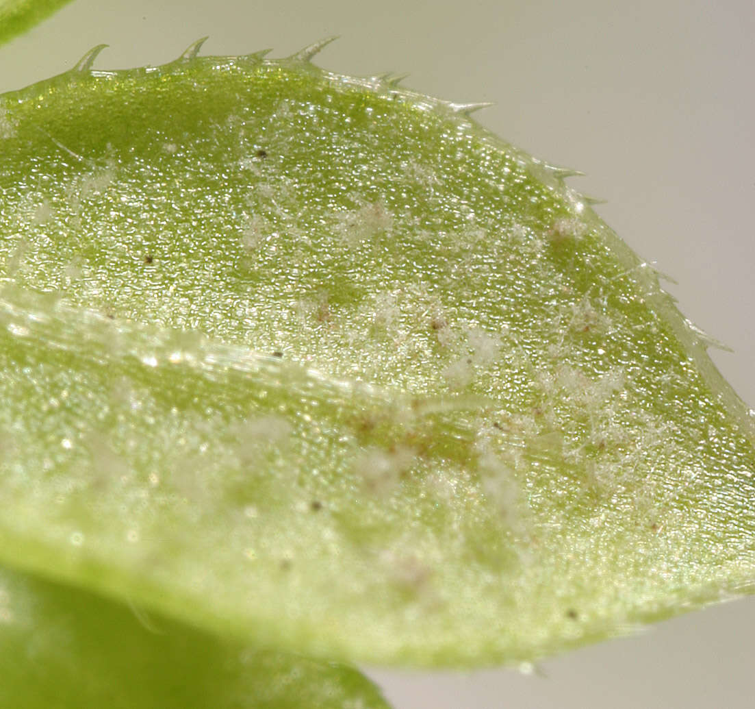 Image of Peronospora galii