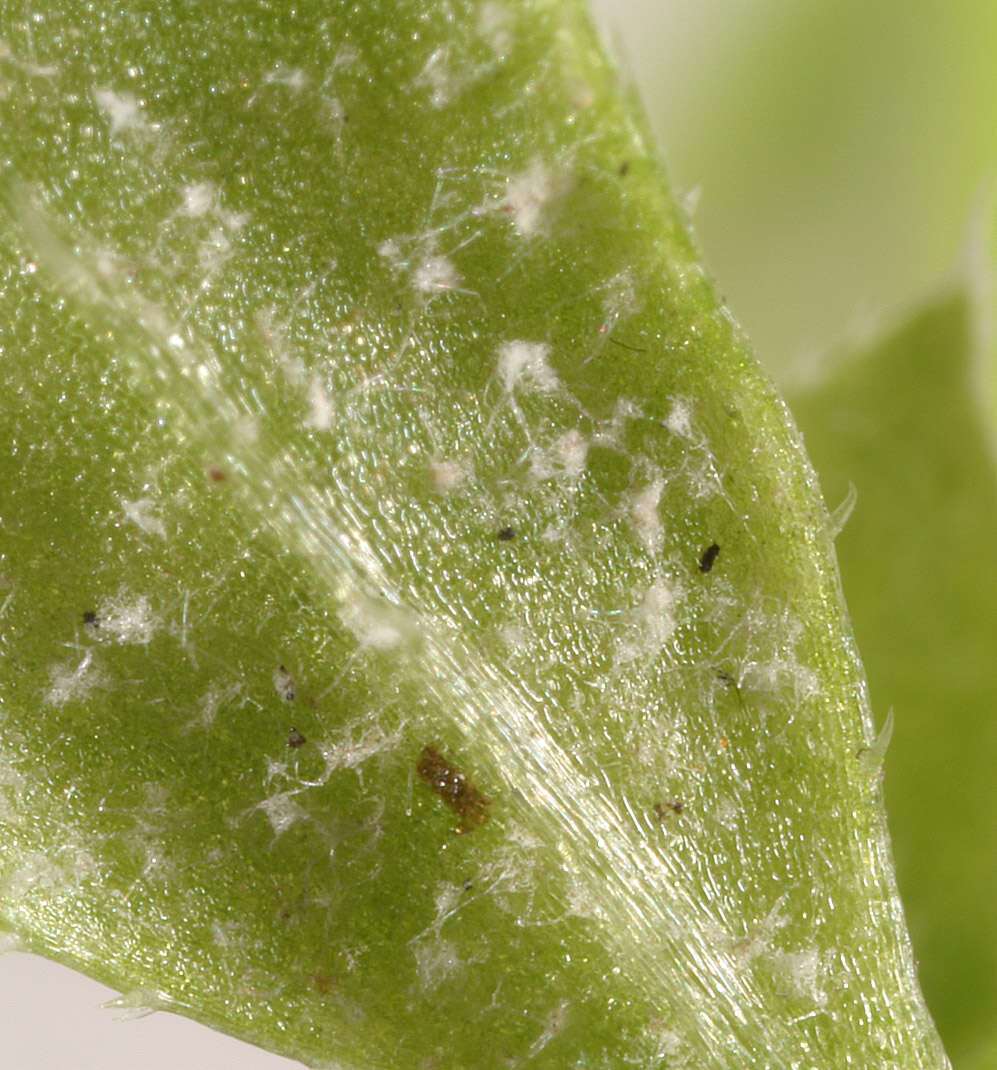 Image of Peronospora galii