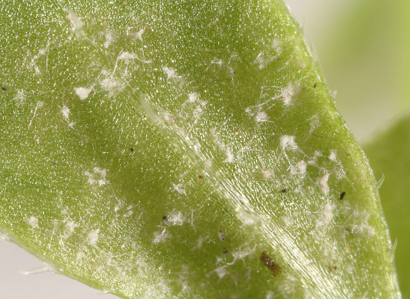 Image of Peronospora galii