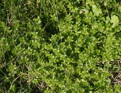 Image of Peronospora galii