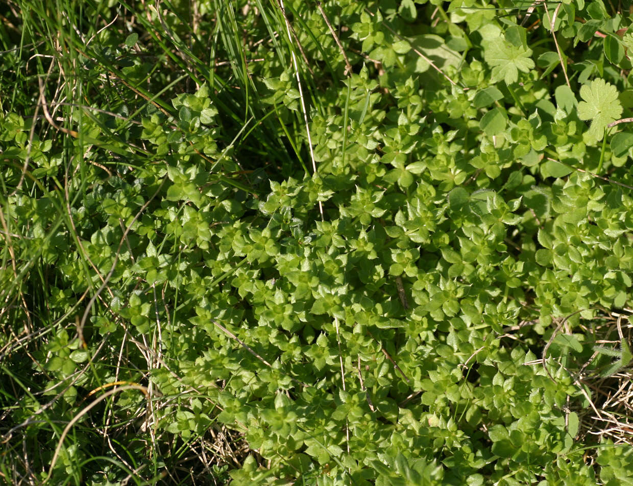 Image of Peronospora galii