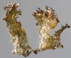 Image of gelatinous skin lichen