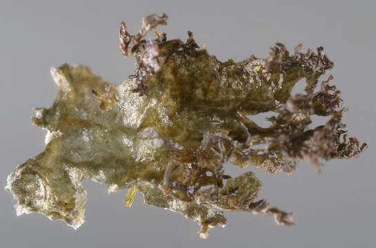 Image of gelatinous skin lichen