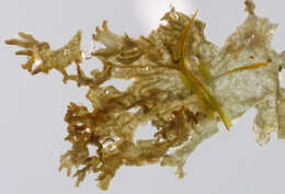 Image of gelatinous skin lichen