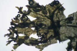 Image of gelatinous skin lichen