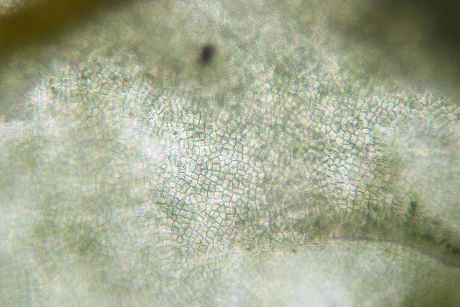 Image of gelatinous skin lichen