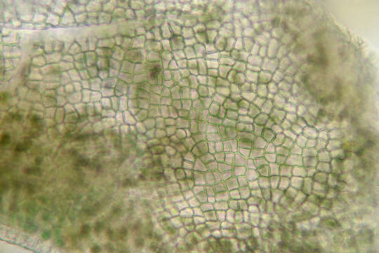 Image of gelatinous skin lichen