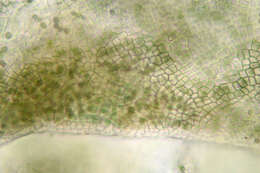 Image of gelatinous skin lichen