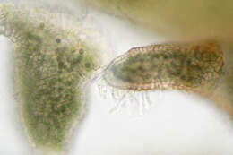 Image of gelatinous skin lichen