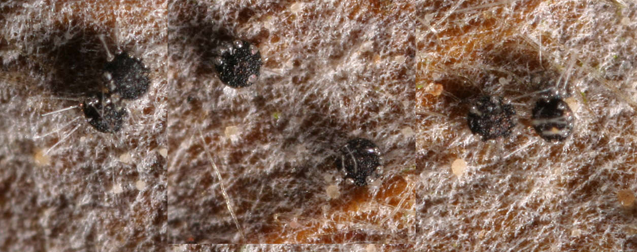 Слика од Phyllactinia orbicularis (Ehrenb.) U. Braun 2012