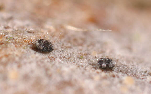 Слика од Phyllactinia orbicularis (Ehrenb.) U. Braun 2012