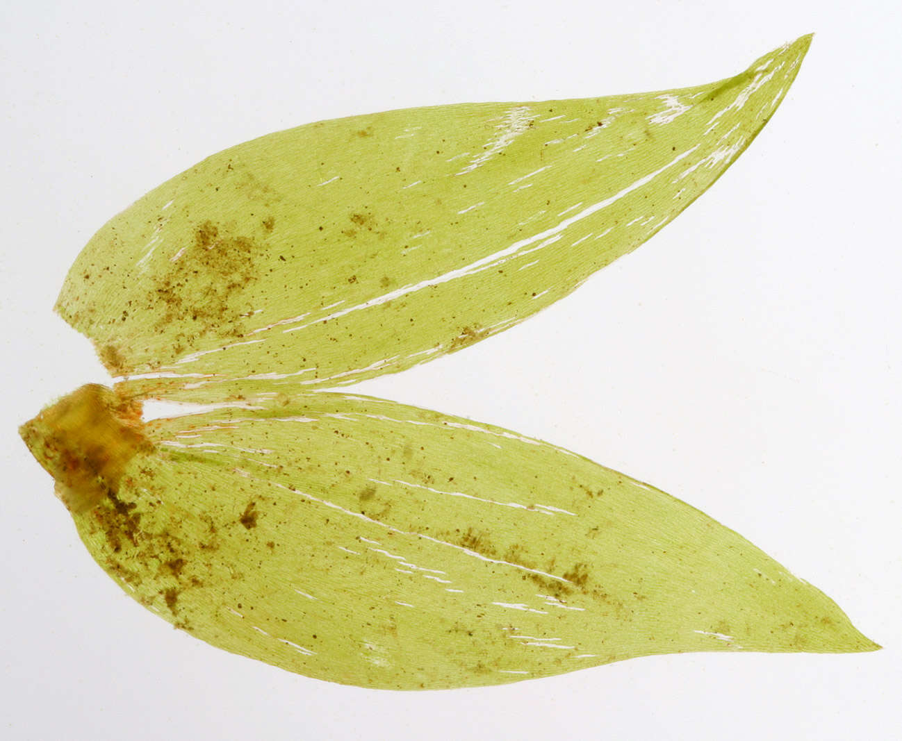 Image of antifever fontinalis moss